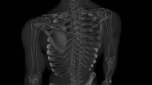 Lidská Anatomie Kostry Pro Lékařskou Koncepci Xray Vykreslování Bílou Černou — Stock fotografie