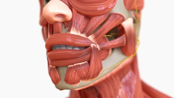 Tıbbi konsept için İnsan Kas Anatomisi 3B İllüstrasyon