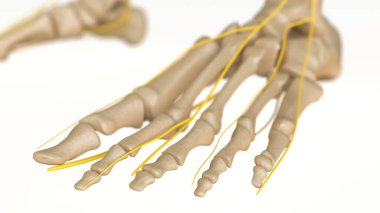 Tıbbi konsept için insan iskeleti anatomisi 3 boyutlu illüstrasyon