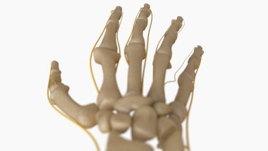 Tıbbi konsept için insan iskeleti anatomisi 3 boyutlu illüstrasyon