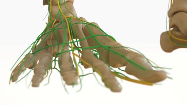 Tıbbi Konsept için İnsan Lenf Düğümleri Anatomisi 3 boyutlu Görüntü