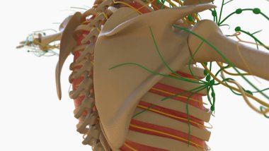 Tıbbi Konsept için İnsan Lenf Düğümleri Anatomisi 3 boyutlu Görüntü