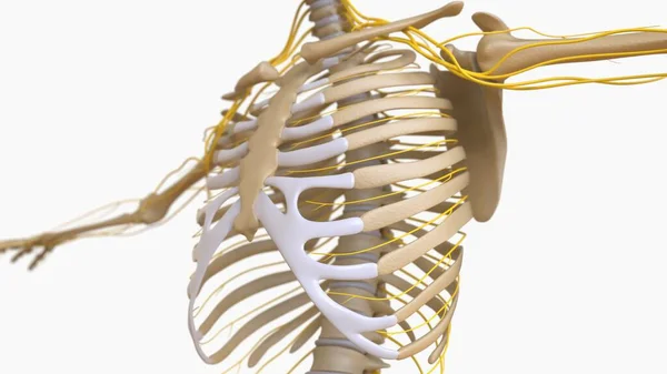 Human Skeleton Anatomy Medical Concept Illustration — Stock fotografie
