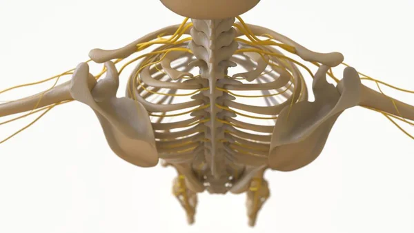 Ανθρώπινος Σκελετός Ανατομία Για Ιατρική Έννοια Εικονογράφηση — Φωτογραφία Αρχείου