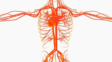 Human heart circulatory system anatomy for medical concept 3D Illustration clipart