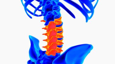 Human skeleton anatomy for medical concept 3D rendering