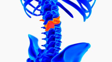 Human skeleton anatomy for medical concept 3D rendering