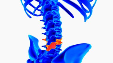 Human skeleton anatomy for medical concept 3D rendering