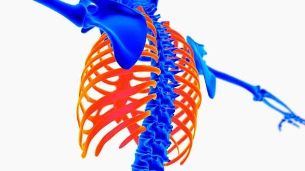 Ανθρώπινη Ανατομία Σκελετού Για Την Ιατρική Έννοια Απόδοση — Φωτογραφία Αρχείου