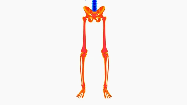 医学的概念のためのヒト骨格解剖学3Dレンダリング — ストック写真