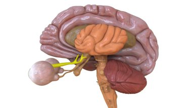 Tıbbi Konsept için İnsan Beyni Anatomisi 3 boyutlu İllüstrasyon