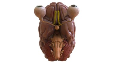 Tıbbi Konsept için İnsan Beyni Anatomisi 3 boyutlu İllüstrasyon