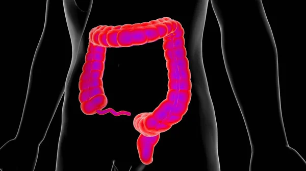 Large intestine appendix anatomy for medical concept 3D illustration