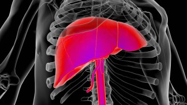 Human Anatomy internal organs liver anatomy For medical concept 3D Illustration