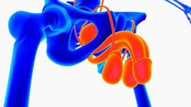 Tıbbi Konsept için Erkek Üreme Sistemi Anatomisi 3B İllüstrasyon