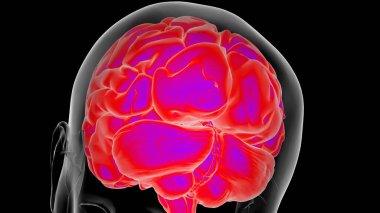 Tıbbi Konsept için İnsan Beyni Anatomisi 3 boyutlu İllüstrasyon