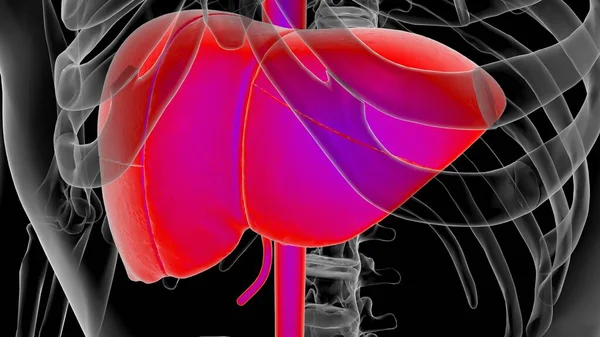 Human Anatomy internal organs liver anatomy For medical concept 3D Illustration