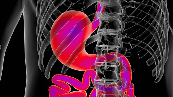 Human stomach anatomy for medical concept 3D illustration