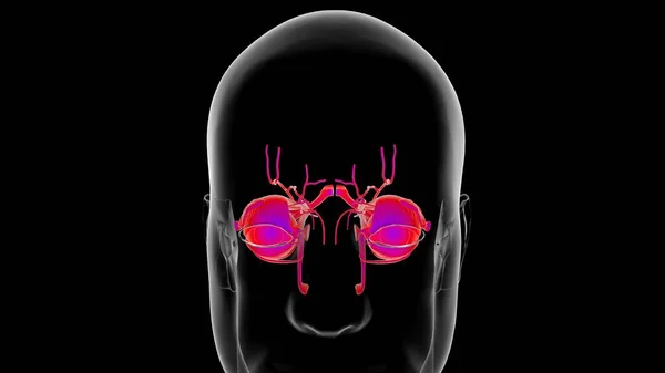 Human eye anatomy for medical concept 3D illustration