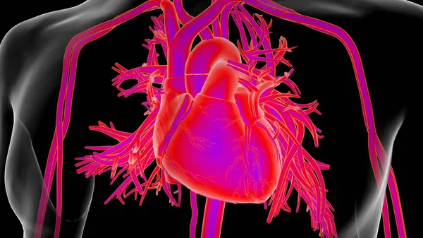 Human heart anatomy for medical concept 3D illustration