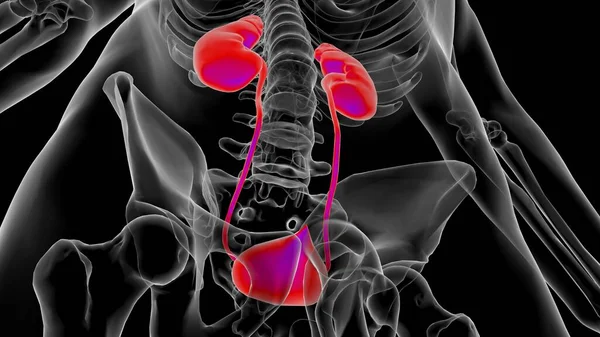 Human kidney anatomy for medical concept 3D illustration