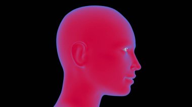 Female anatomy Human Face 3D illustration