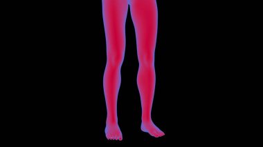 Female anatomy Human legs 3D illustration