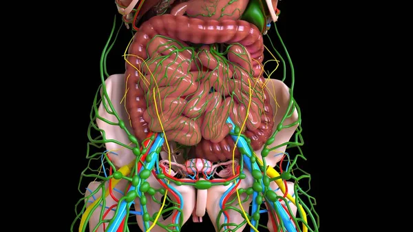 Small and Large intestine anatomy for medical concept 3D illustration