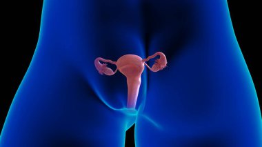 Female reproductive system anatomy uterus for medical concept 3D illustration