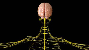 Tıbbi Konsept için İnsan Beyni Anatomisi 3 boyutlu İllüstrasyon