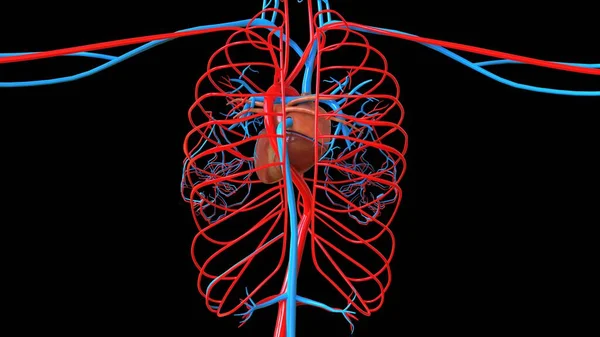 Female heart anatomy for medical concept 3D illustration