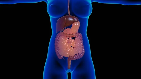 Digestive system Anatomy internal organs liver anatomy For medical concept 3D Illustration