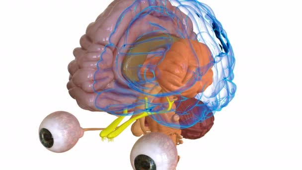 Órgano Central Anatomía Del Cerebro Humano Para Concepto Médico Animación — Vídeo de stock
