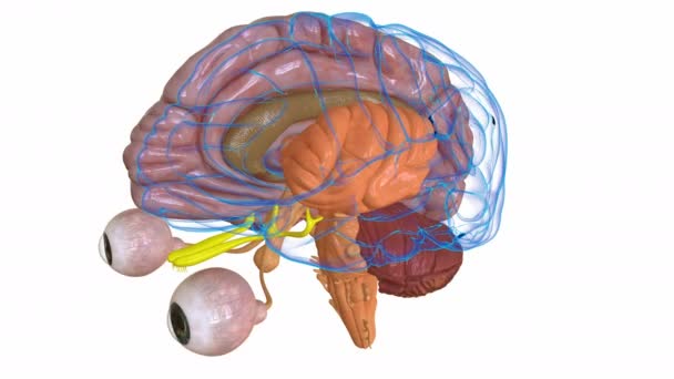 Tıbbi Konsept Boyutlu Animasyon Için Insan Beyni Anatomisinin Merkezi Organı — Stok video