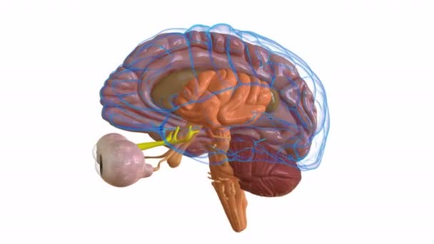 Central Organ Human Brain Anatomy Medical Concept Animation — Stock Video