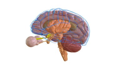 Tıbbi Konsept için İnsan Beyni Anatomisi 3 boyutlu İllüstrasyon