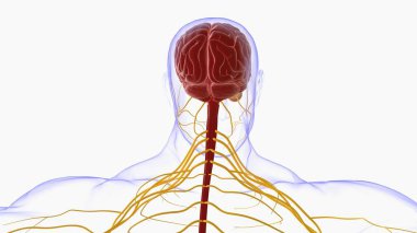 Tıbbi Konsept için İnsan Beyni Anatomisi 3 boyutlu İllüstrasyon