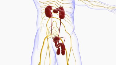 Tıbbi Konsept için Erkek Üreme Sistemi Anatomisi 3B İllüstrasyon