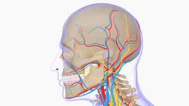 Human skeleton anatomy for medical concept 3D Rendering
