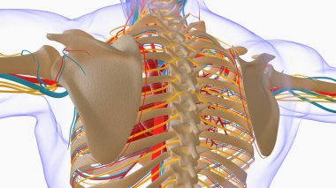 Human skeleton anatomy for medical concept 3D Rendering