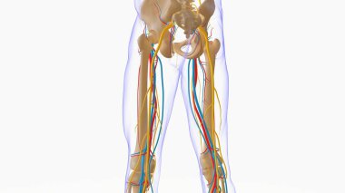 Human skeleton anatomy for medical concept 3D Rendering