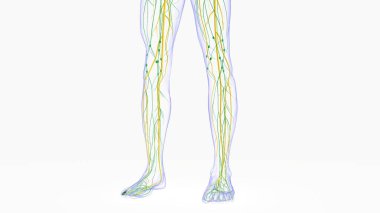 Tıbbi Konsept için İnsan Lenf Düğümleri Anatomisi 3 boyutlu Görüntü