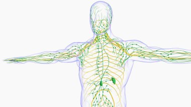 Tıbbi Konsept için İnsan Lenf Düğümleri Anatomisi 3 boyutlu Görüntü