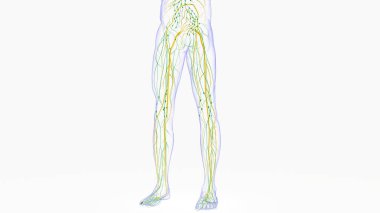 Tıbbi Konsept için İnsan Lenf Düğümleri Anatomisi 3 boyutlu Görüntü