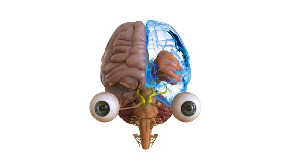 Human Brain Anatomy Medical Concept Illustration — Stock fotografie