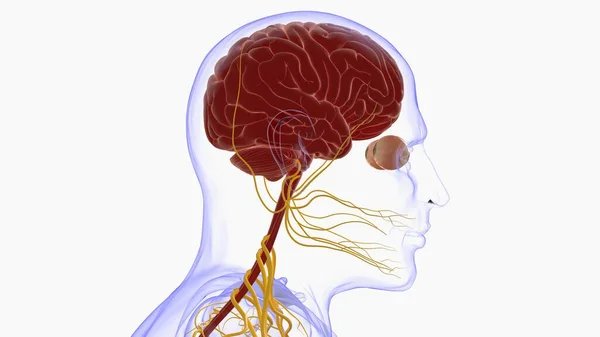 Anatomi Otak Manusia Untuk Konsep Medis Ilustrasi — Stok Foto