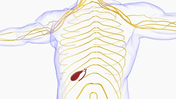 Gallblåsa Mänskliga Matsmältningssystemet Anatomi För Medicinska Begreppet Illustration — Stockfoto
