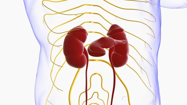 带膀胱解剖的人体泌尿系统肾用于医学概念三维图解 — 图库照片