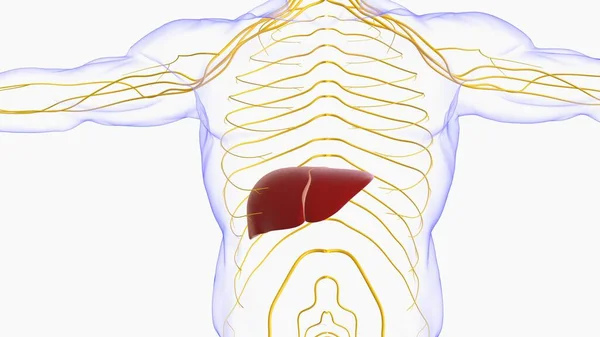 Anatomia Digestiva Humana Fígado Para Ilustração Conceito Médico — Fotografia de Stock