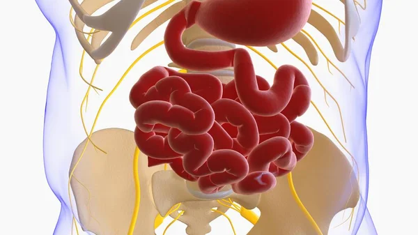Ilustrace Anatomie Lidského Zažívacího Ústrojí Small Intestine Pro Lékařskou Koncepci — Stock fotografie